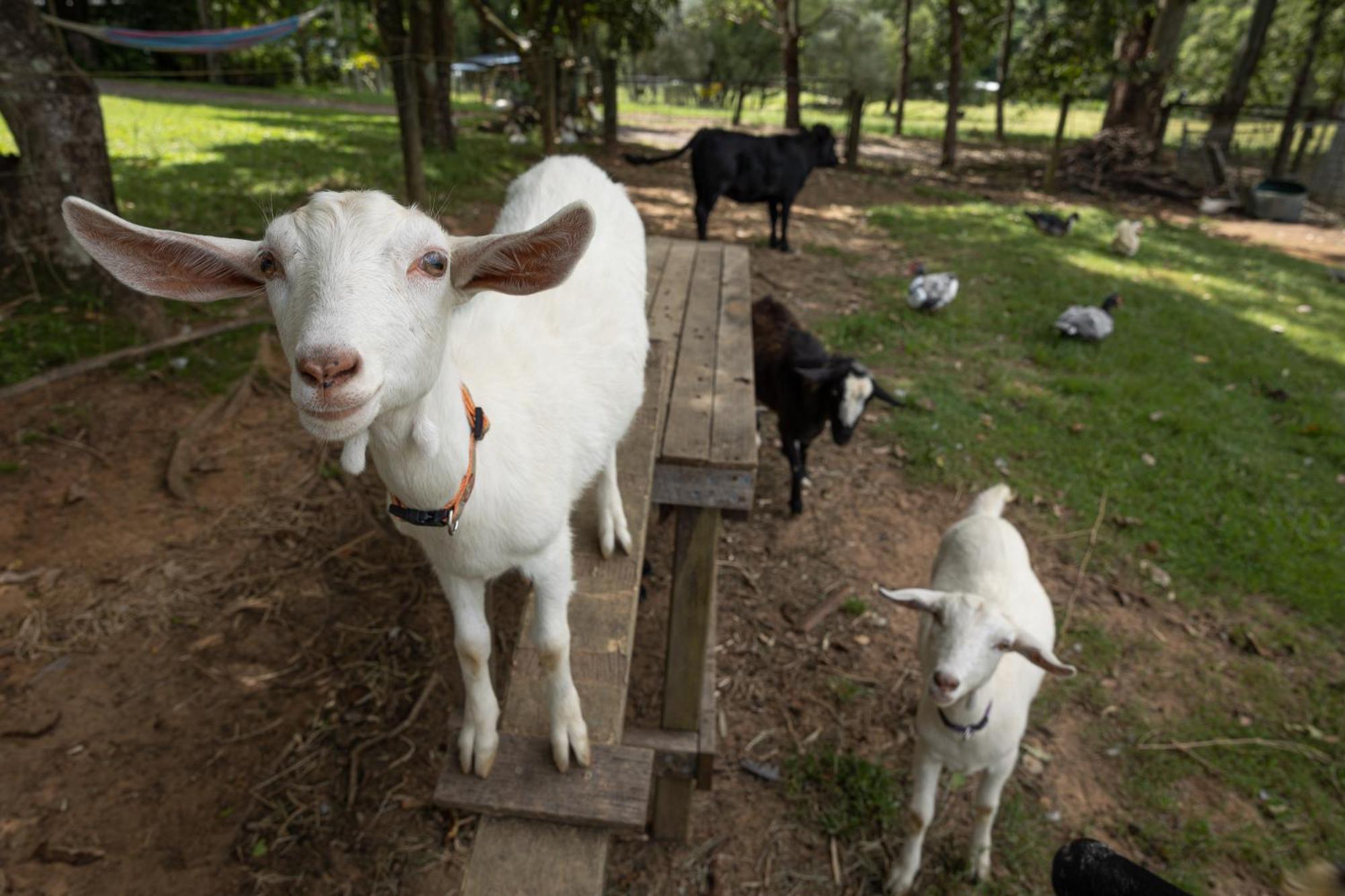 Blackwattle Farm Beerwah Dış mekan fotoğraf
