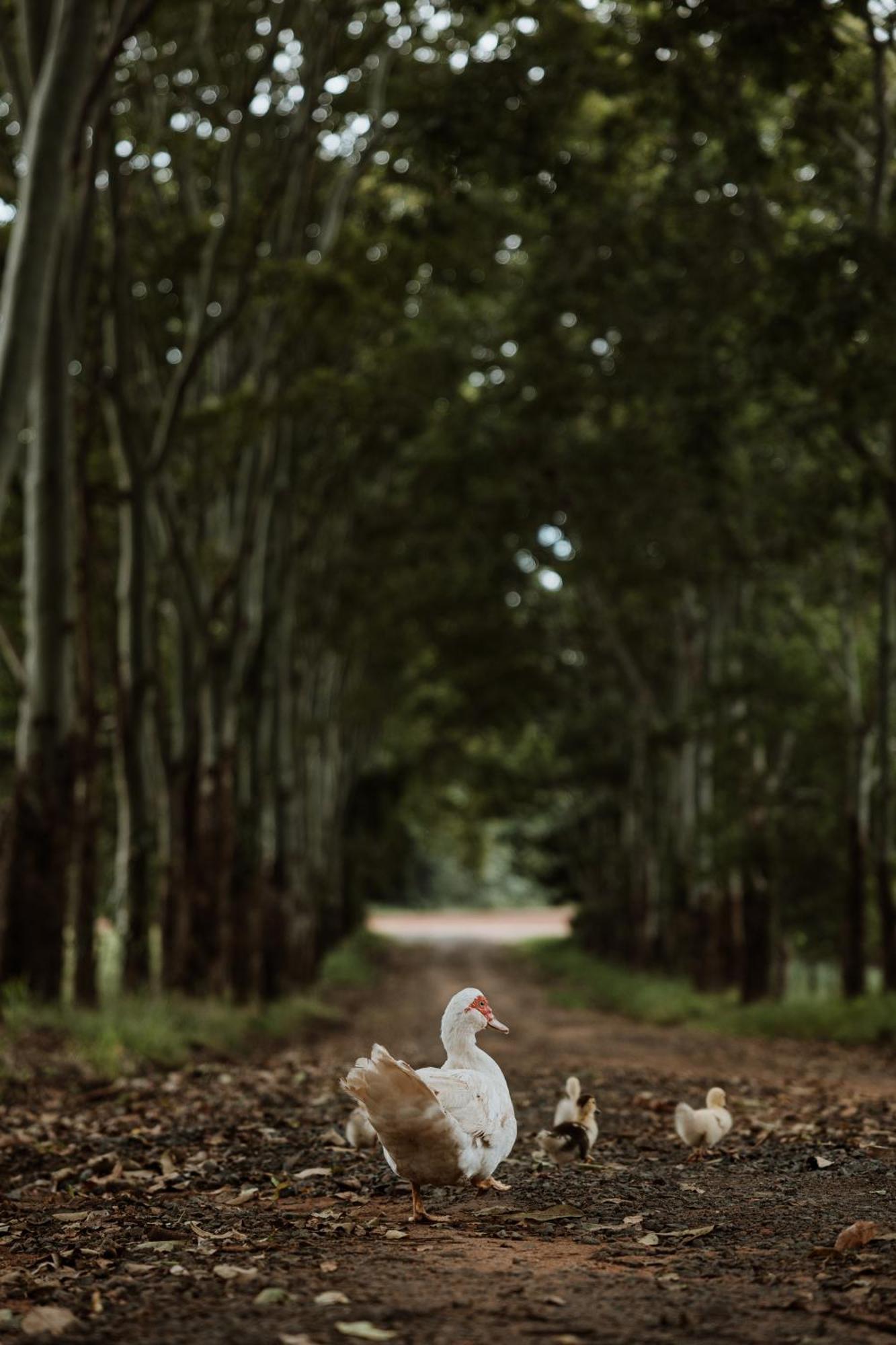 Blackwattle Farm Beerwah Dış mekan fotoğraf