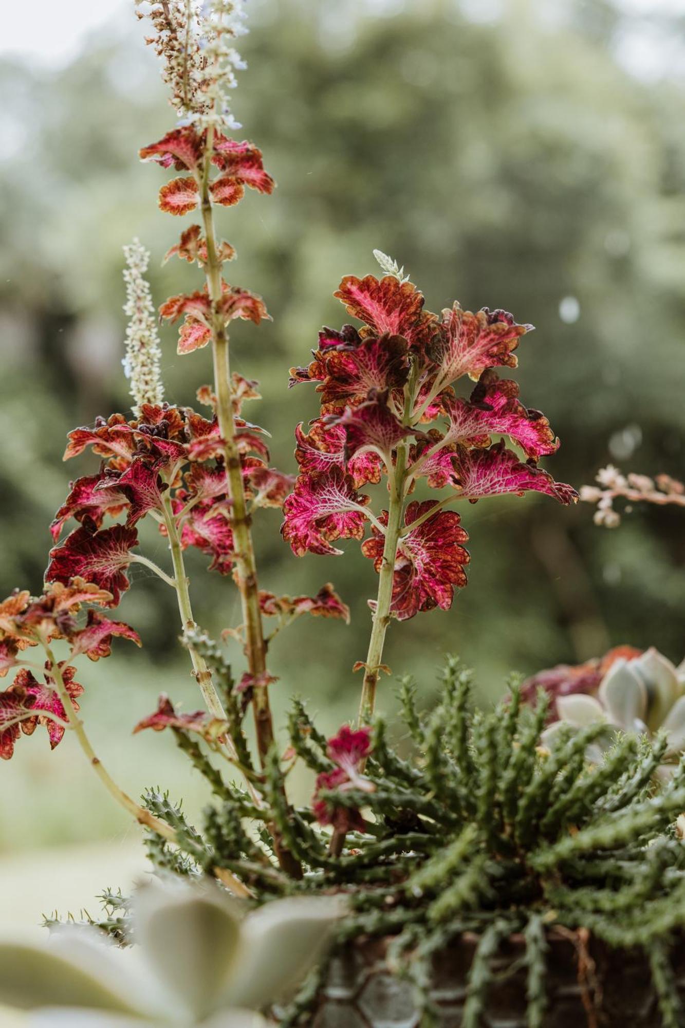 Blackwattle Farm Beerwah Oda fotoğraf